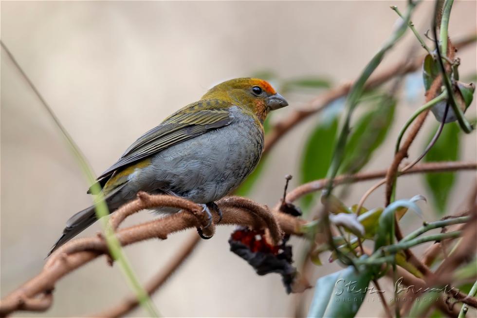 Crimson-browed Finch (Carpodacus subhimachalus)