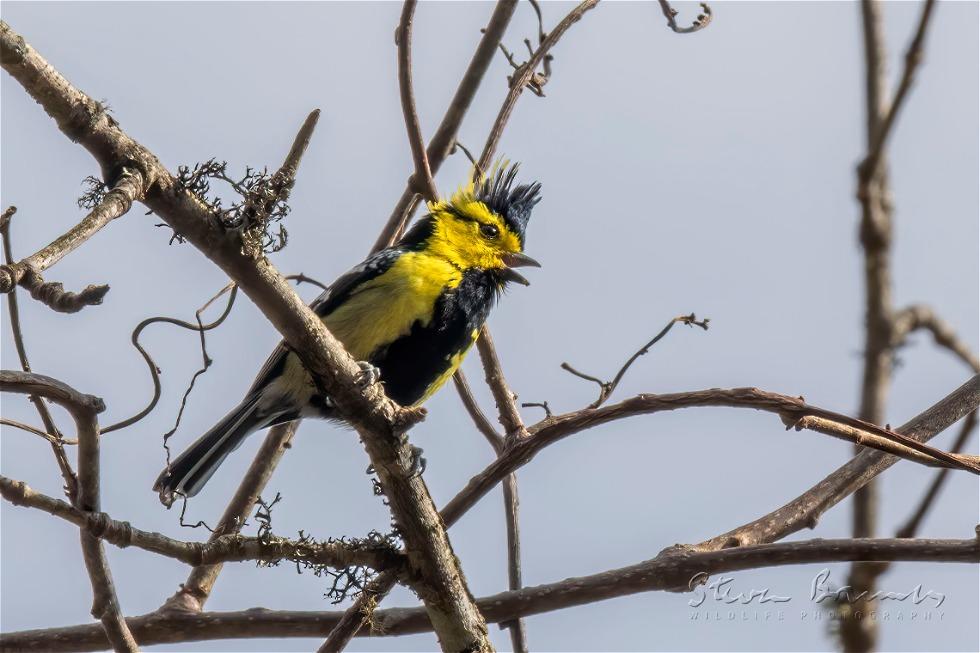 Yellow-cheeked Tit (Machlolophus spilonotus)