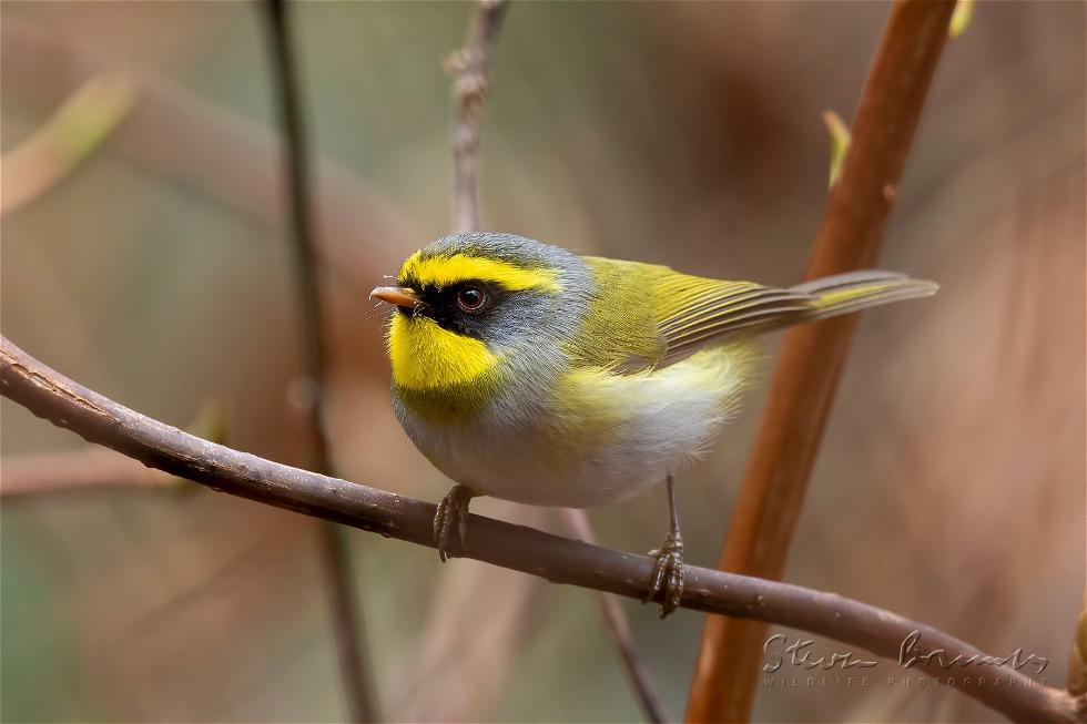 Black-faced Warbler (Abroscopus schisticeps)