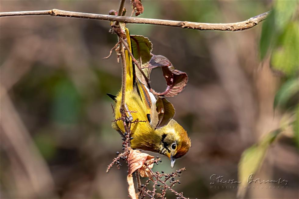 Bar-throated Minla (Minla strigula)