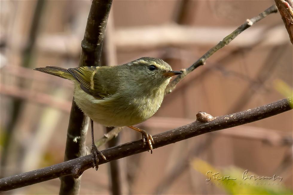 Blyth's Leaf Warbler (Phylloscopus reguloides)
