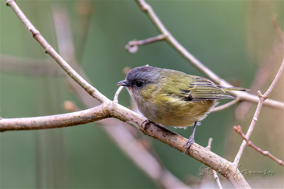 Green Shrike-babbler (Pteruthius xanthochlorus)