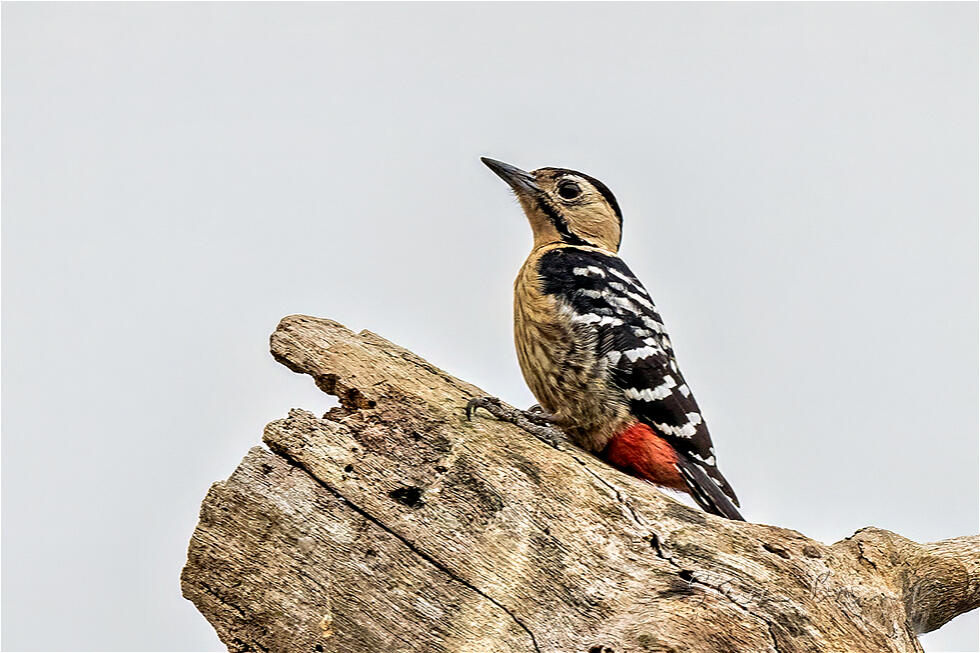 Fulvous-breasted Woodpecker (Dendrocopos macei)