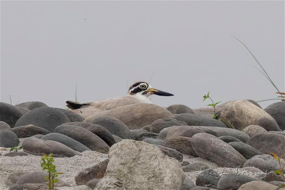 Great Stone-curlew (Esacus recurvirostris)