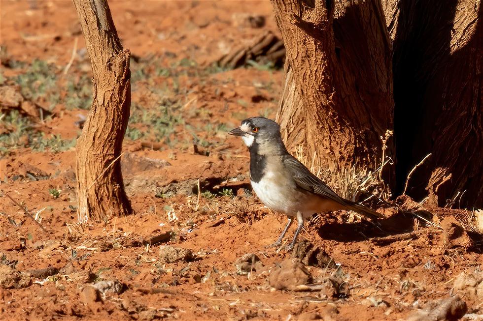 Crested Bellbird (Oreoica gutturalis)
