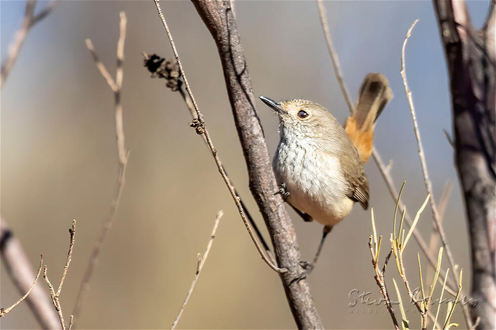 Chestnut-rumped Thornbill (Acanthiza uropygialis)