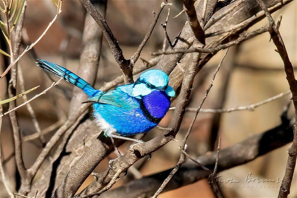 Splendid Fairywren (Malurus splendens)