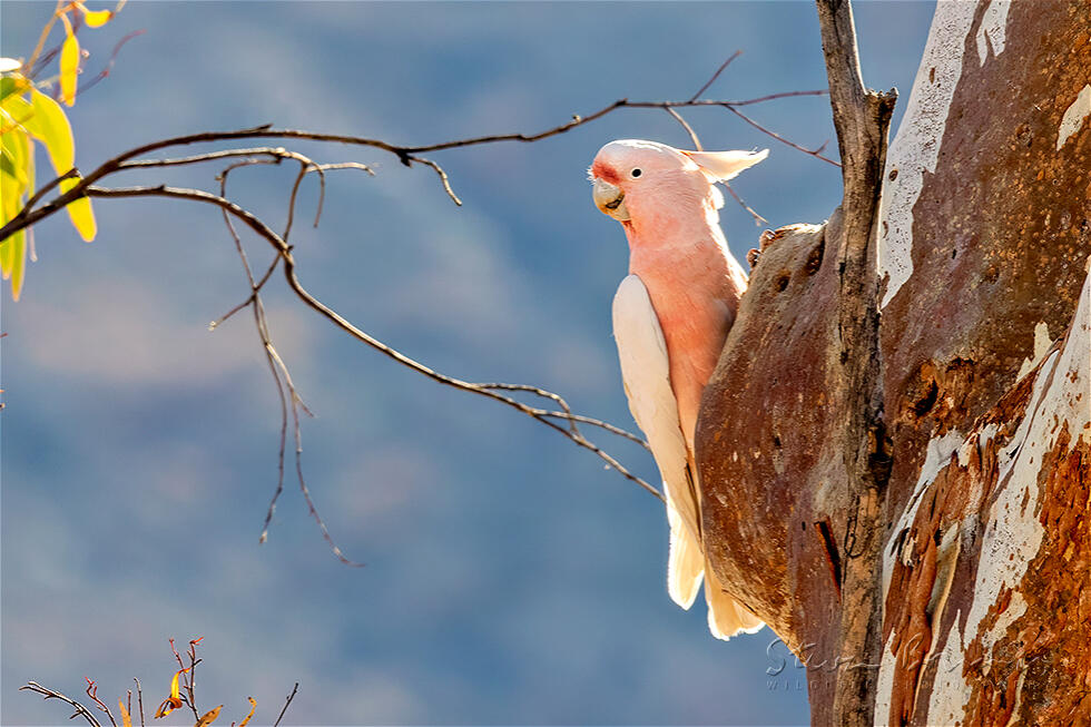 Major Mitchell's Cockatoo (Lophochroa leadbeateri)