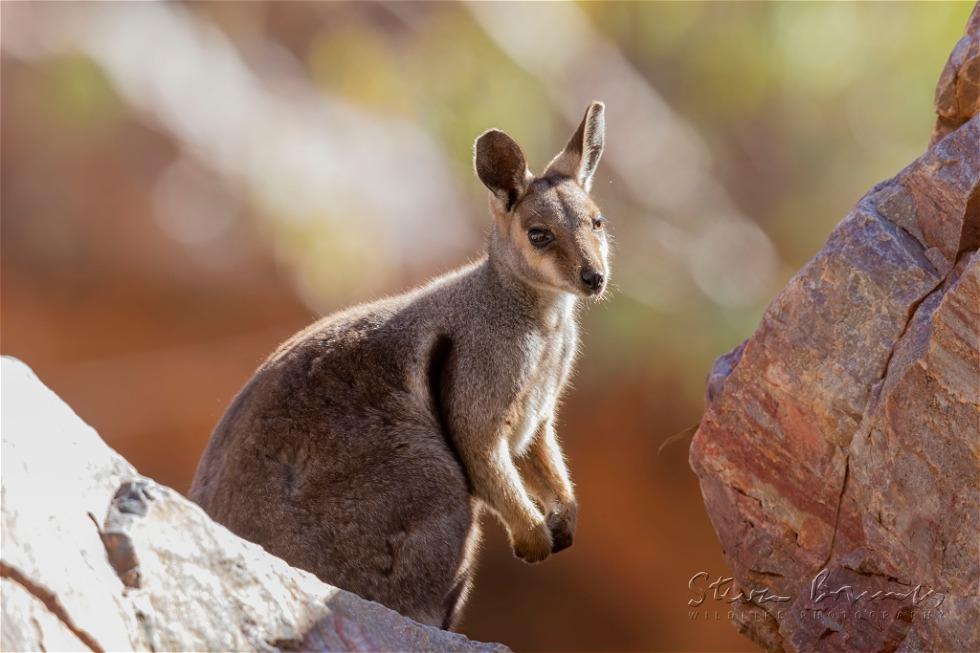 Black-Footed Rock Wallaby (Petrogale lateralis)