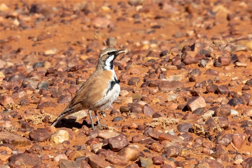 Cinnamon Quail-thrush (Cinclosoma cinnamomeum)