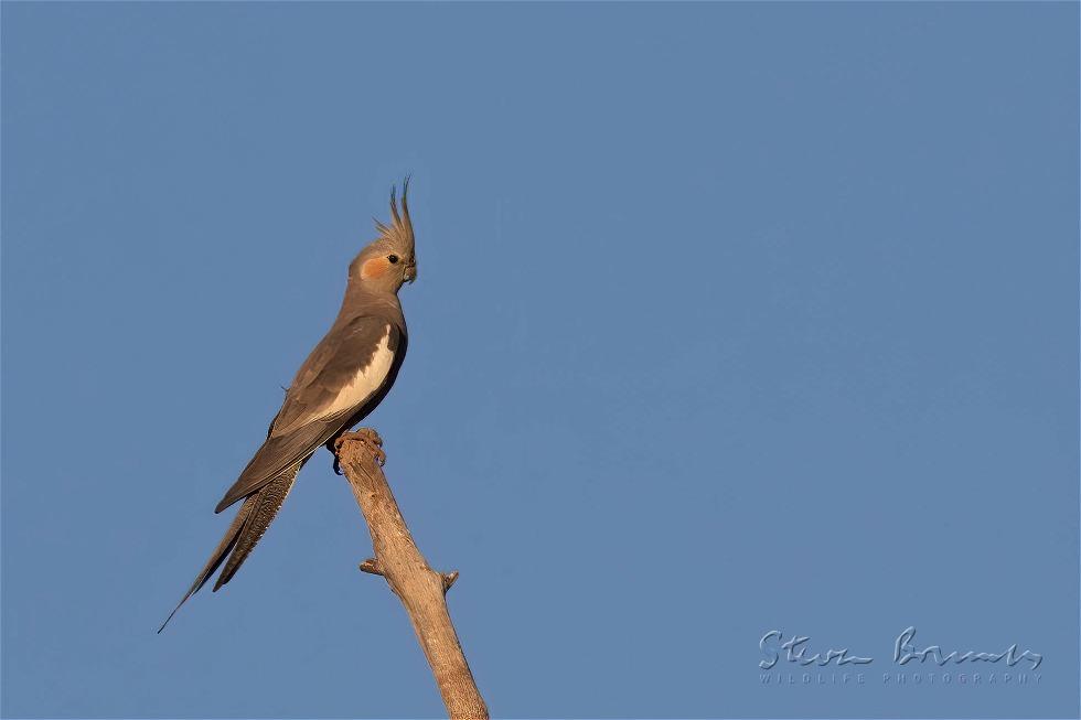 Cockatiel (Nymphicus hollandicus)
