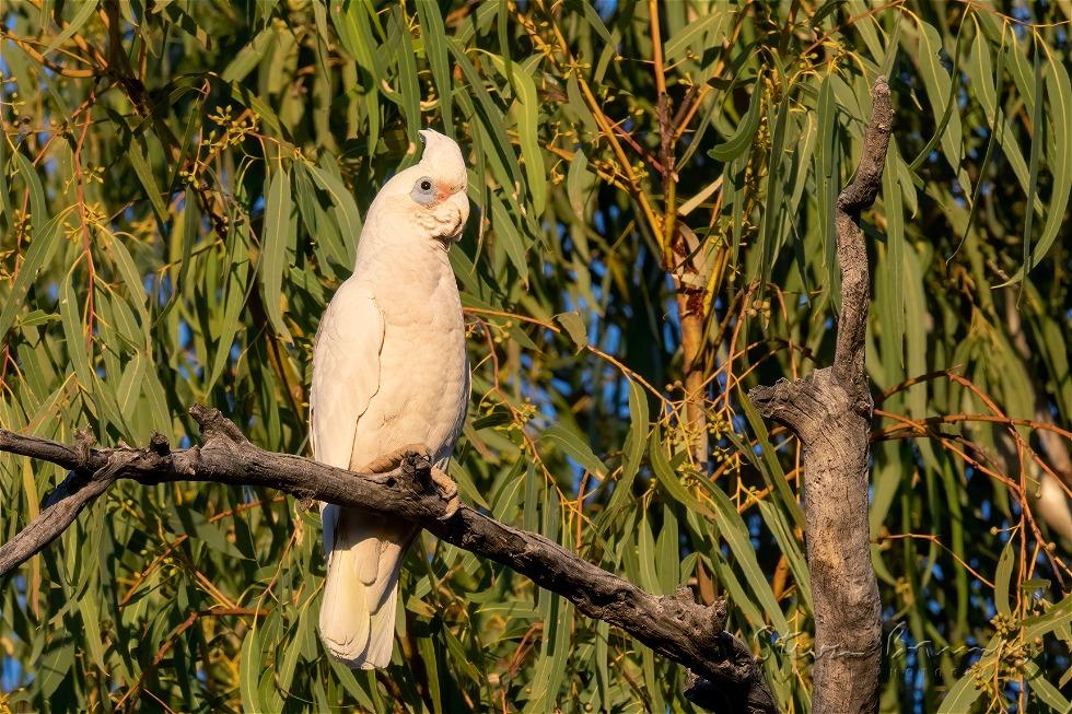 Little Corella (Cacatua sanguinea)