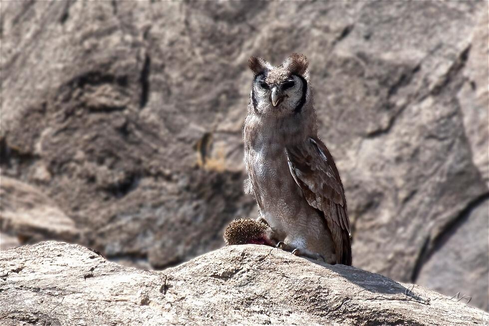 Verreaux's Eagle-Owl (Bubo lacteus)
