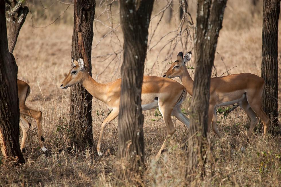 Impala (Aepyceros melampus)