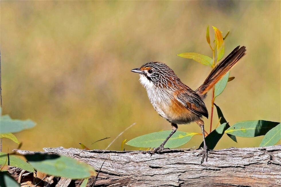 Rusty Grasswren (Amytornis rowleyi)