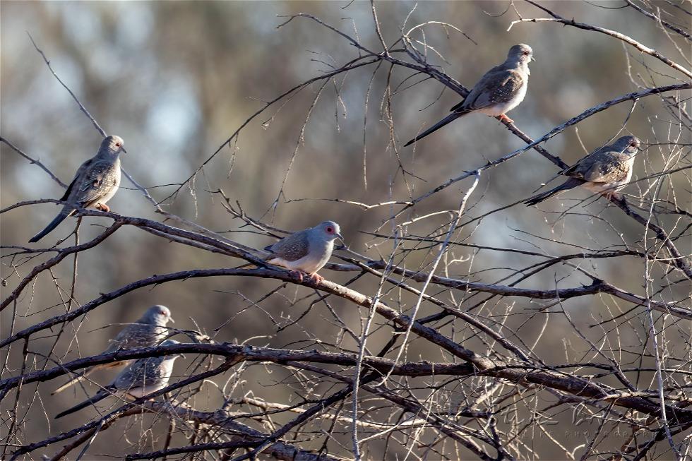 Diamond Dove (Geopelia cuneata)