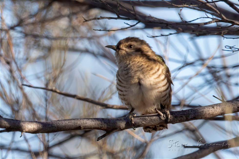 Horsfield's Bronze Cuckoo (Chrysococcyx basalis)