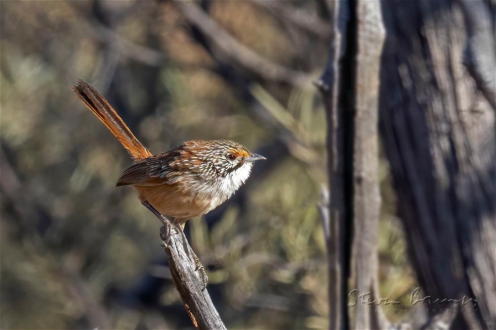 Rusty Grasswren (Amytornis rowleyi)