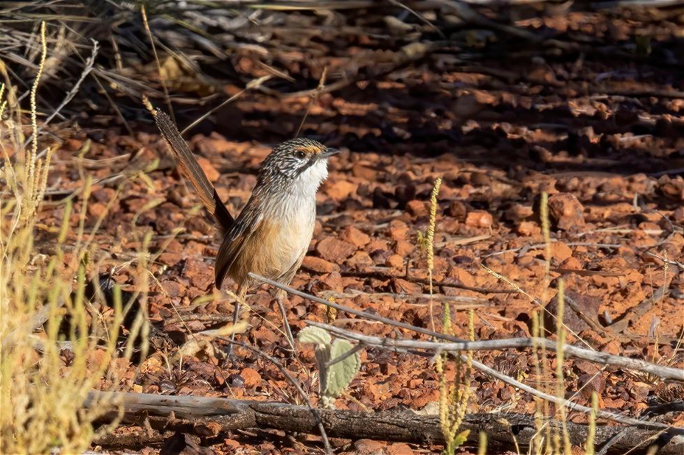 Rusty Grasswren (Amytornis rowleyi)