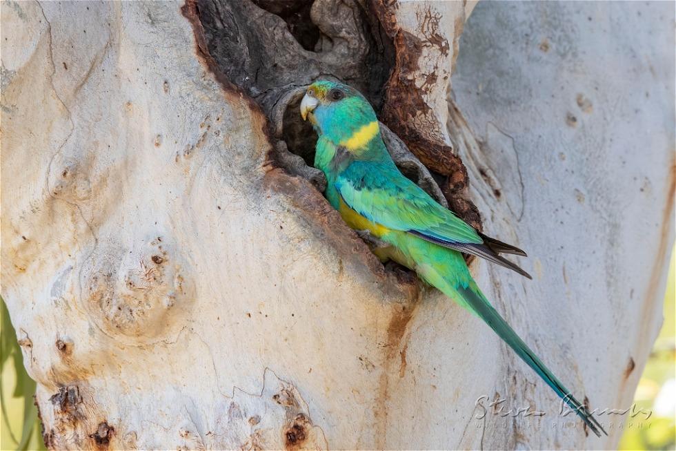 Australian Ringneck (Barnardius zonarius)