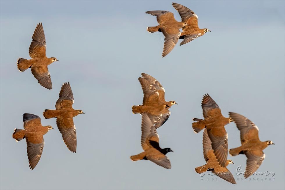 Flock Bronzewing (Phaps histrionica)