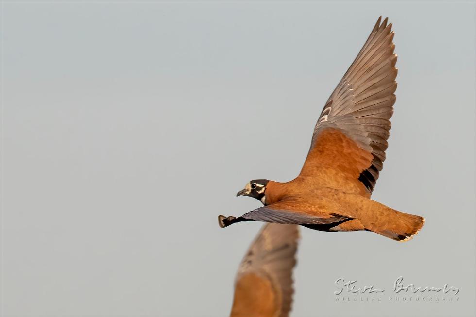 Flock Bronzewing (Phaps histrionica)