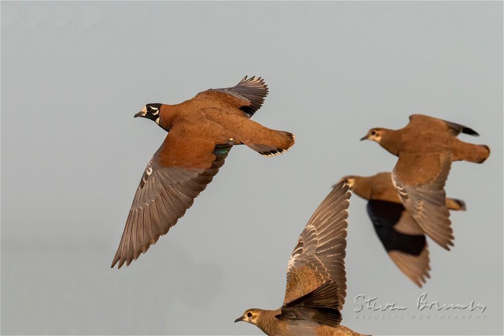 Flock Bronzewing (Phaps histrionica)