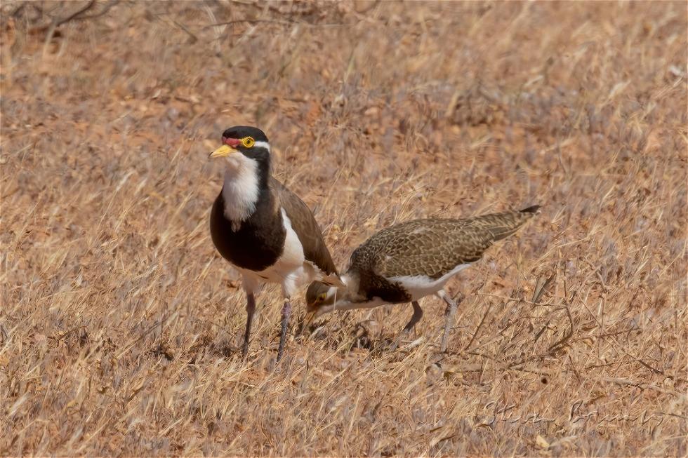 Banded Lapwing (Vanellus tricolor)