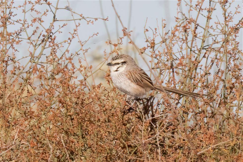Grey Grasswren (Amytornis barbatus)