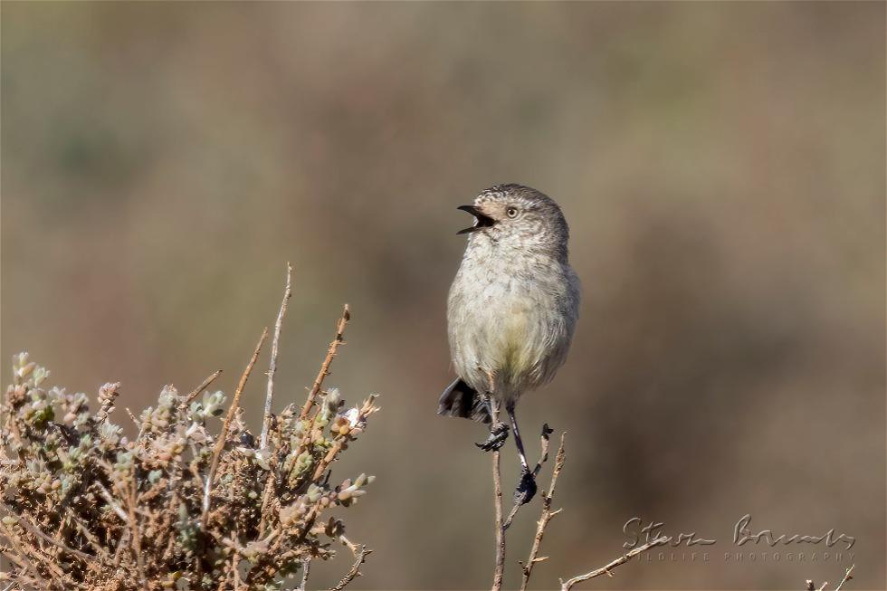 Slender-billed Thornbill (Acanthiza iredalei)