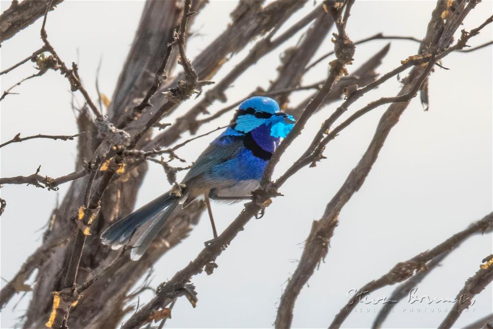 Splendid Fairywren (Malurus splendens)