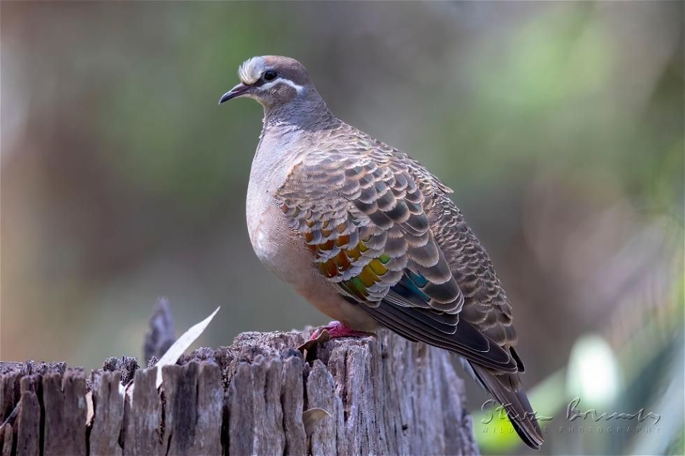 Common Bronzewing (Phaps chalcoptera)