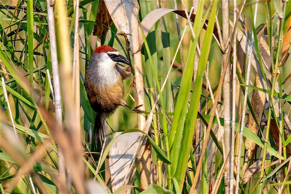 Chestnut-capped Babbler (Timalia pileata)