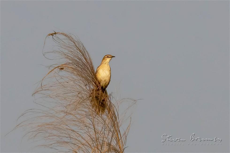 Striated Grassbird (Megalurus palustris)