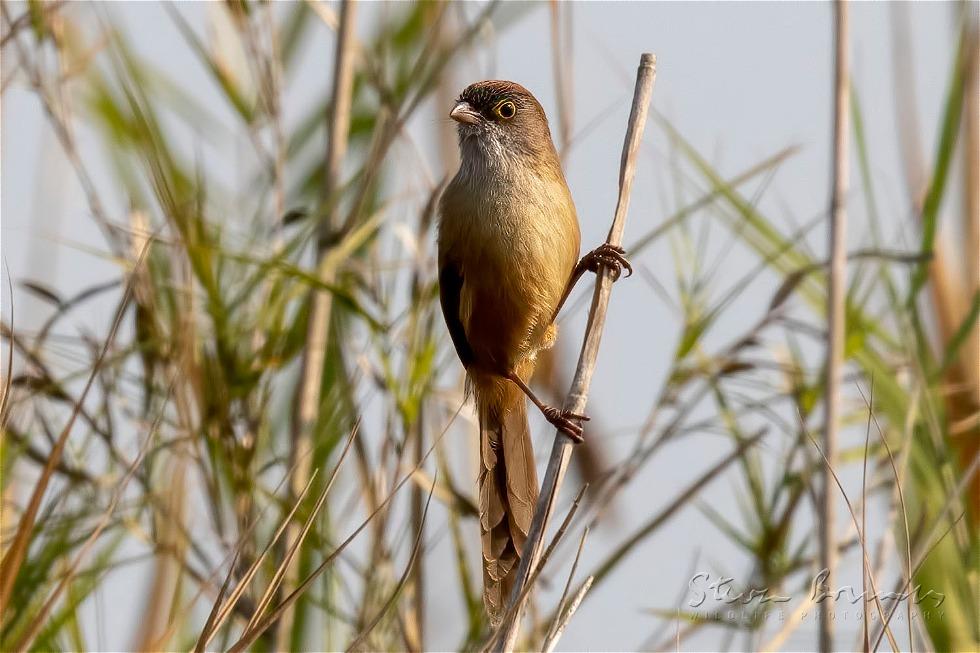 Jerdon's Babbler (Chrysomma altirostre)