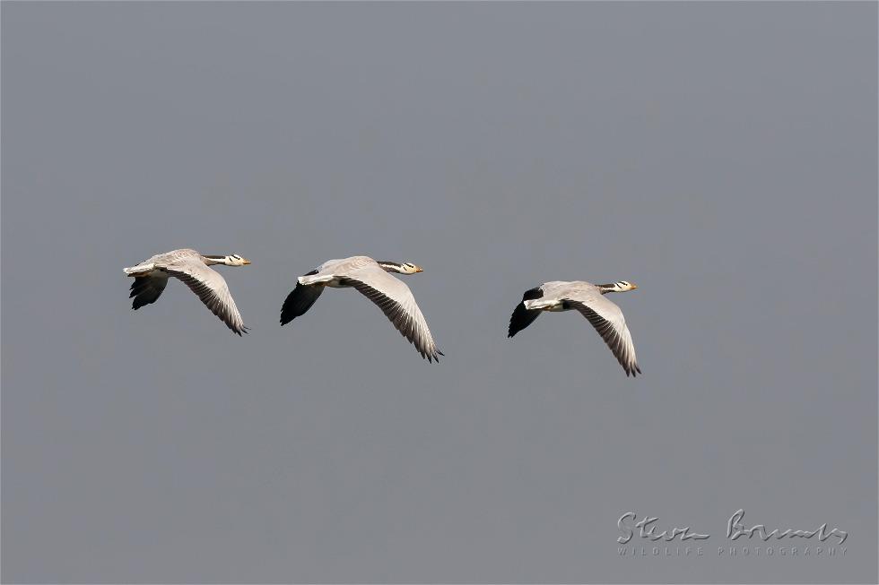 Bar-headed Goose (Anser indicus)