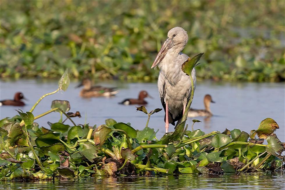 Asian Openbill (Anastomus oscitans)
