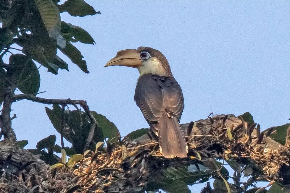 Austen's Brown Hornbill (Anorrhinus austeni)