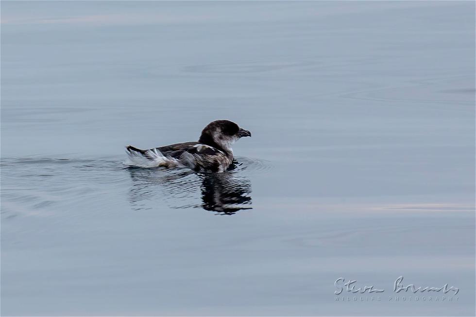 Peruvian Diving Petrel (Pelecanoides garnotii)