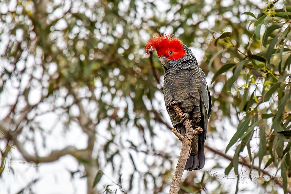Gang-gang Cockatoo (Callocephalon fimbriatum)