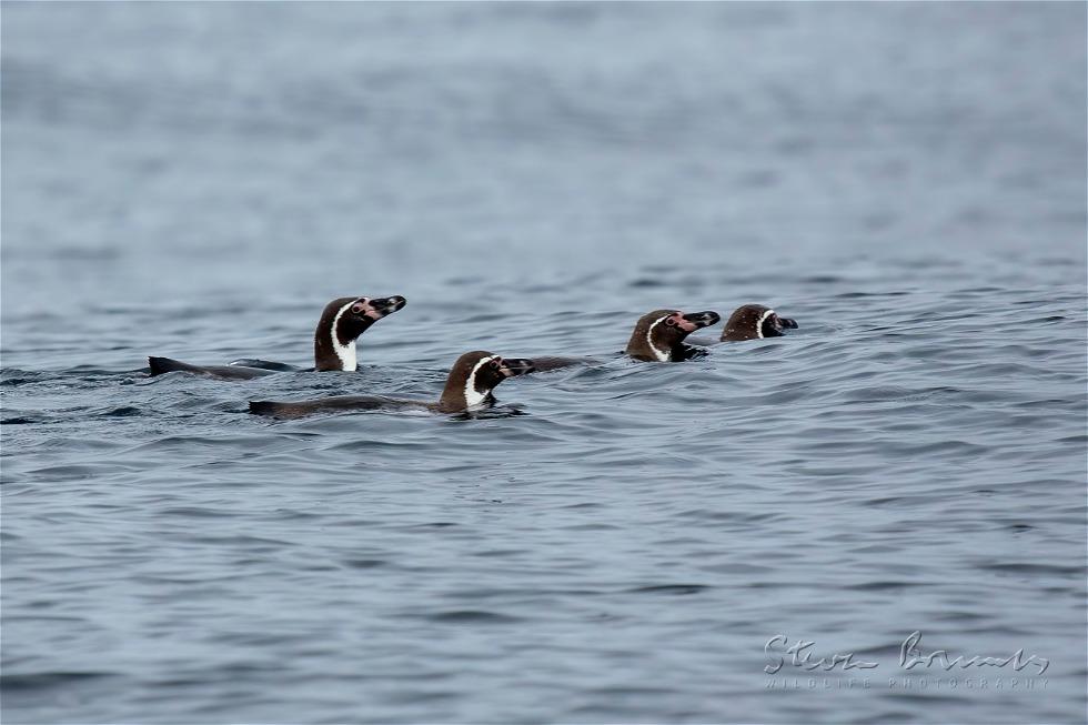 Humboldt Penguin (Spheniscus humboldti)
