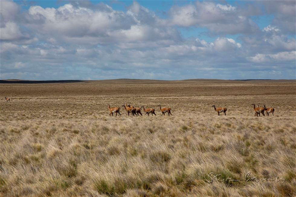 Guanaco (Lama guanicoe)