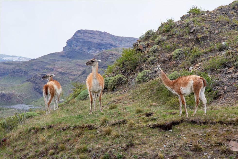 Guanaco (Lama guanicoe)