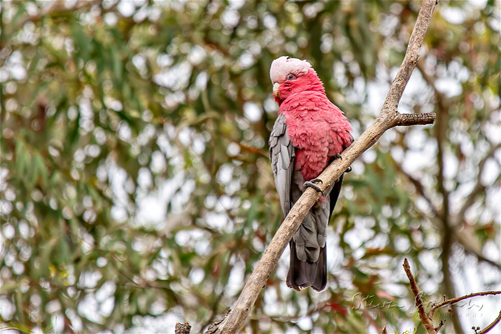 Galah (Eolophus roseicapilla)