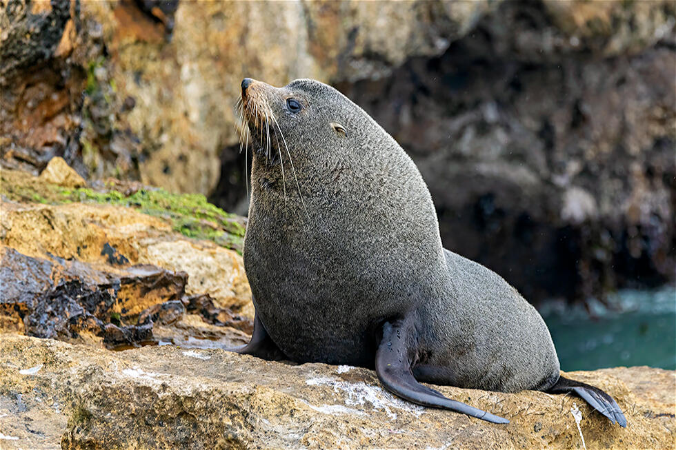 New Zealand Fur Seal (Arctocephalus forsteri)