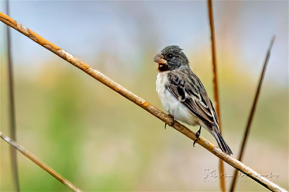 Chestnut-throated Seedeater (Sporophila telasco)