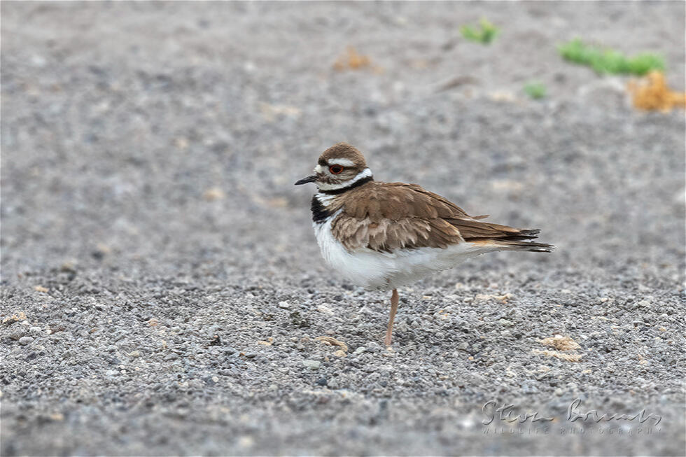 Killdeer (Charadrius vociferus)