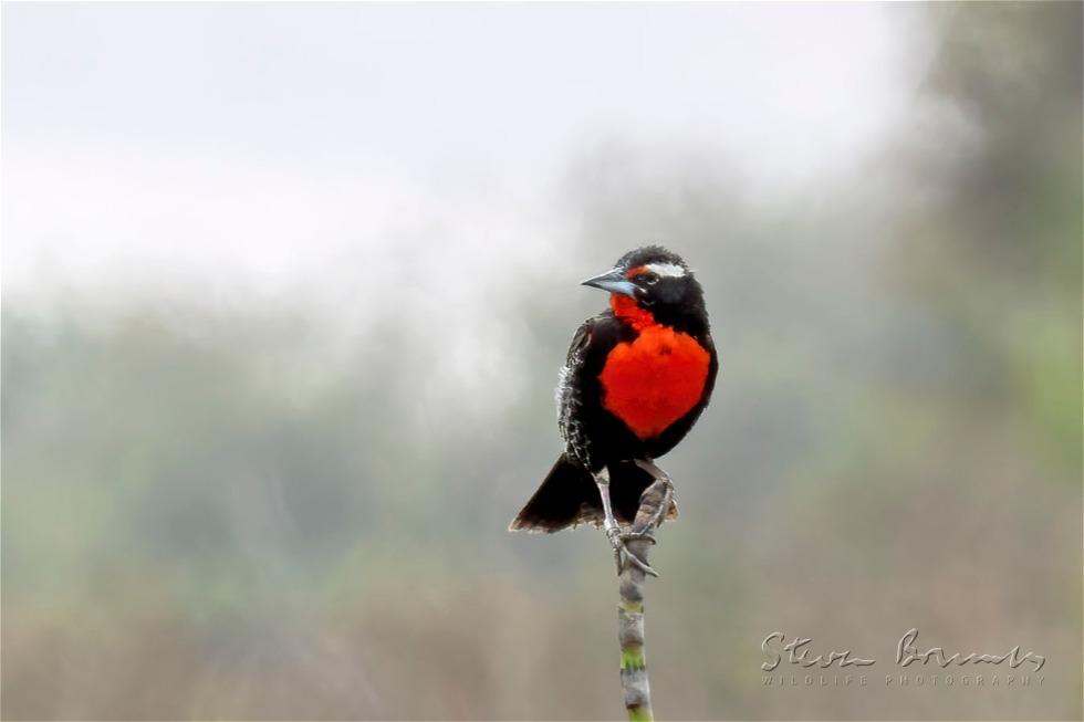 Peruvian Meadowlark (Leistes bellicosus)
