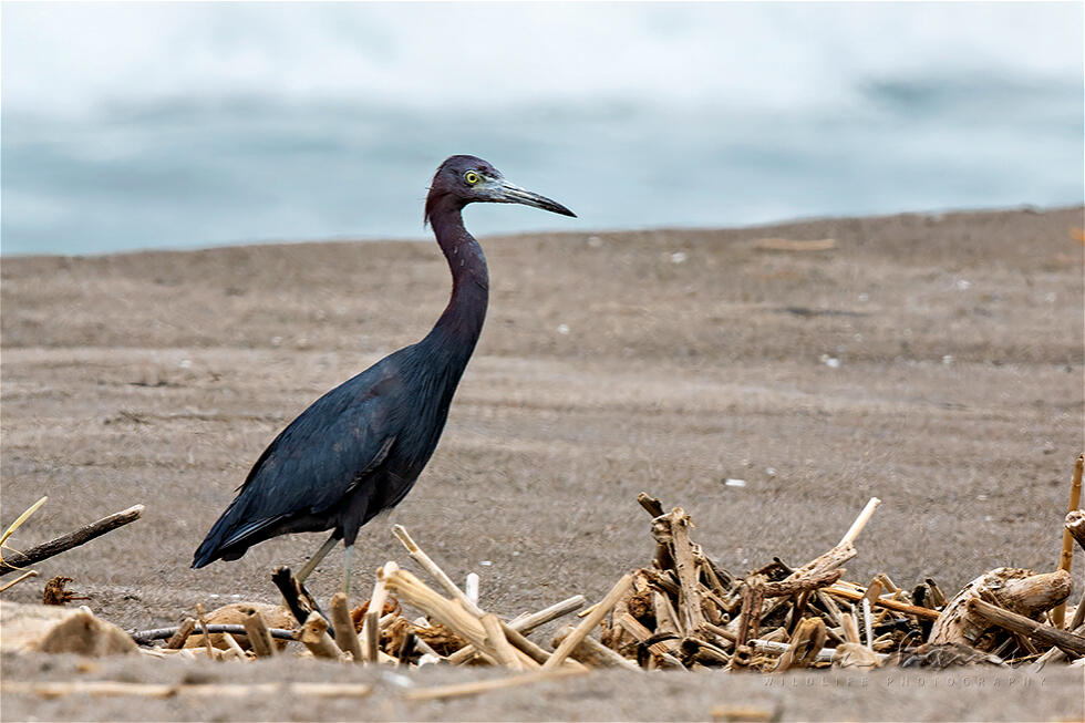 Little Blue Heron (Egretta caerulea)