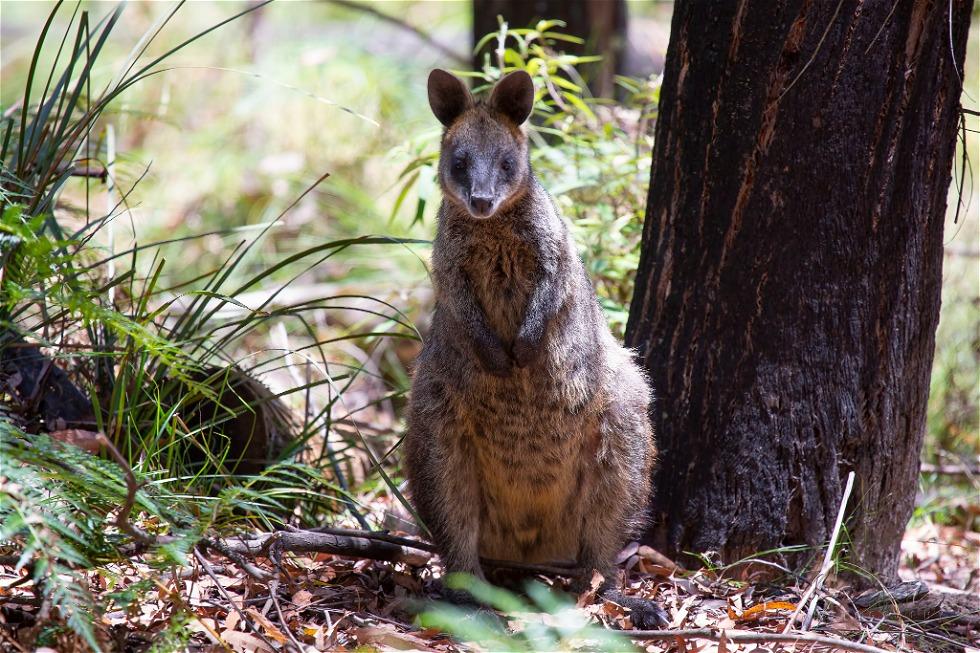 Swamp Wallaby (Wallabia bicolor)